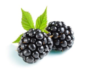 6 Dryad blackberries v1