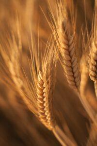 Wheat Neutral Spirit