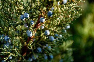 Juniper Berries
